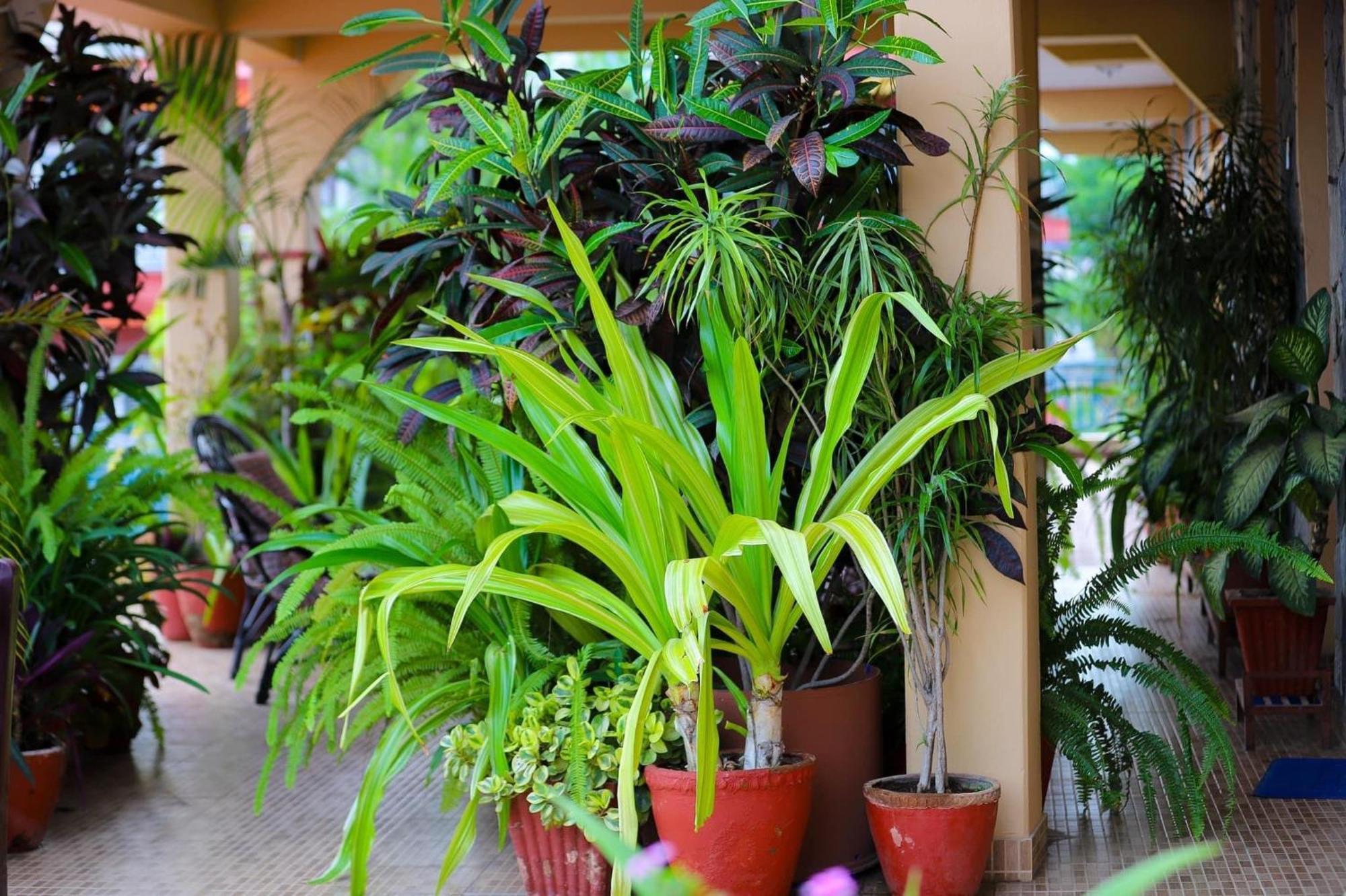 Nanohana Lodge Pokhara Esterno foto